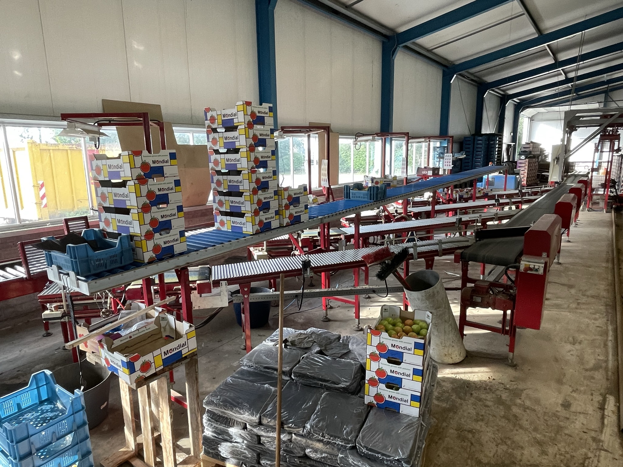 Complete Taks TTS vine tomato processing system + palletizing installation