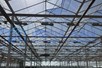 Venlo greenhouse 8,00 m 7.025 m²