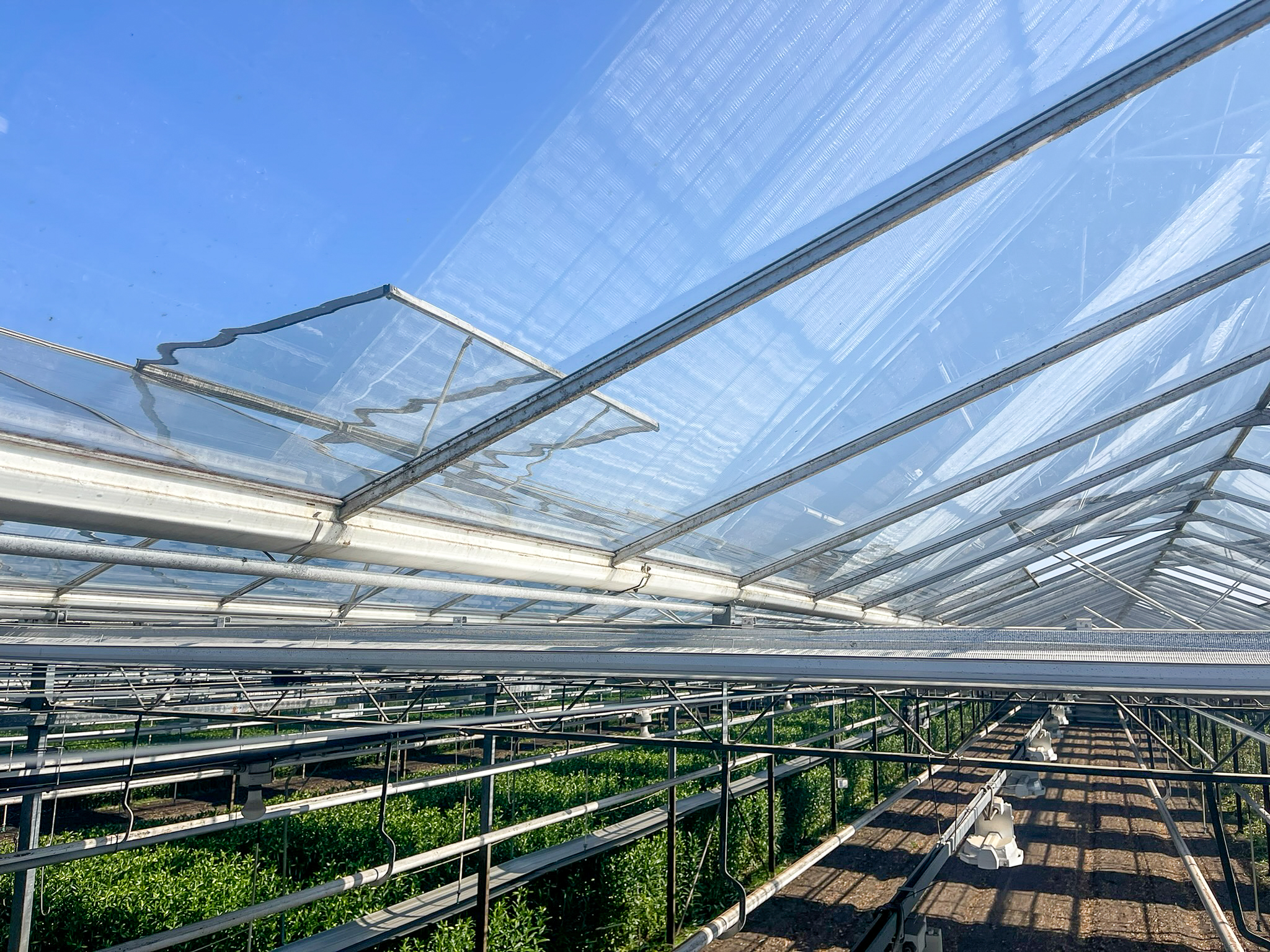 Venlo greenhouses 8,00 m 9.792 m²