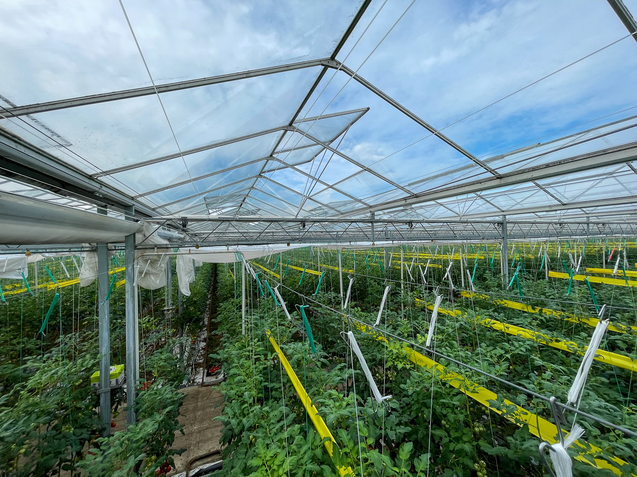 Venlo greenhouse 8,00 m 52.080 m²