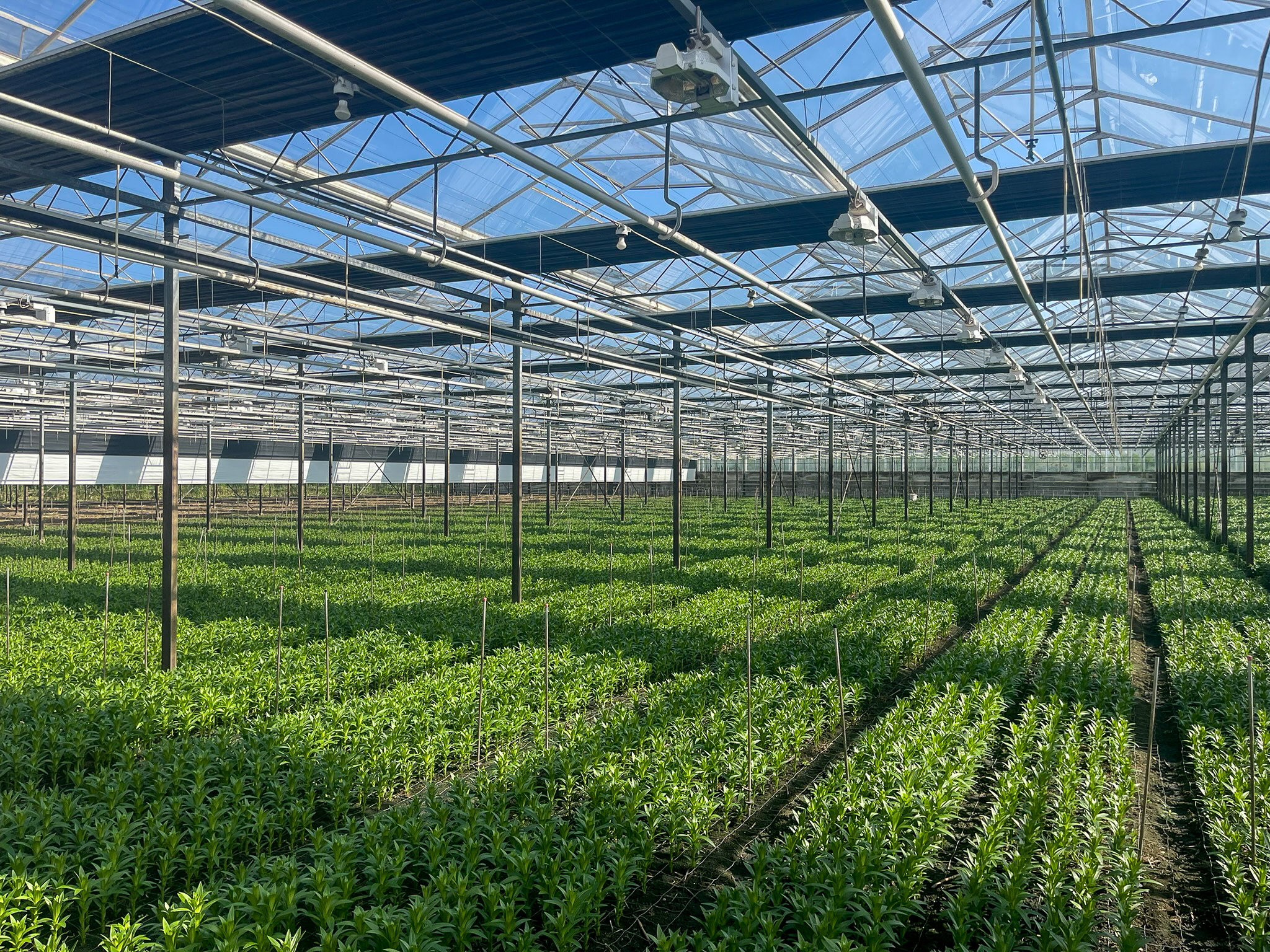 Venlo greenhouses 8,00 m 9.792 m²