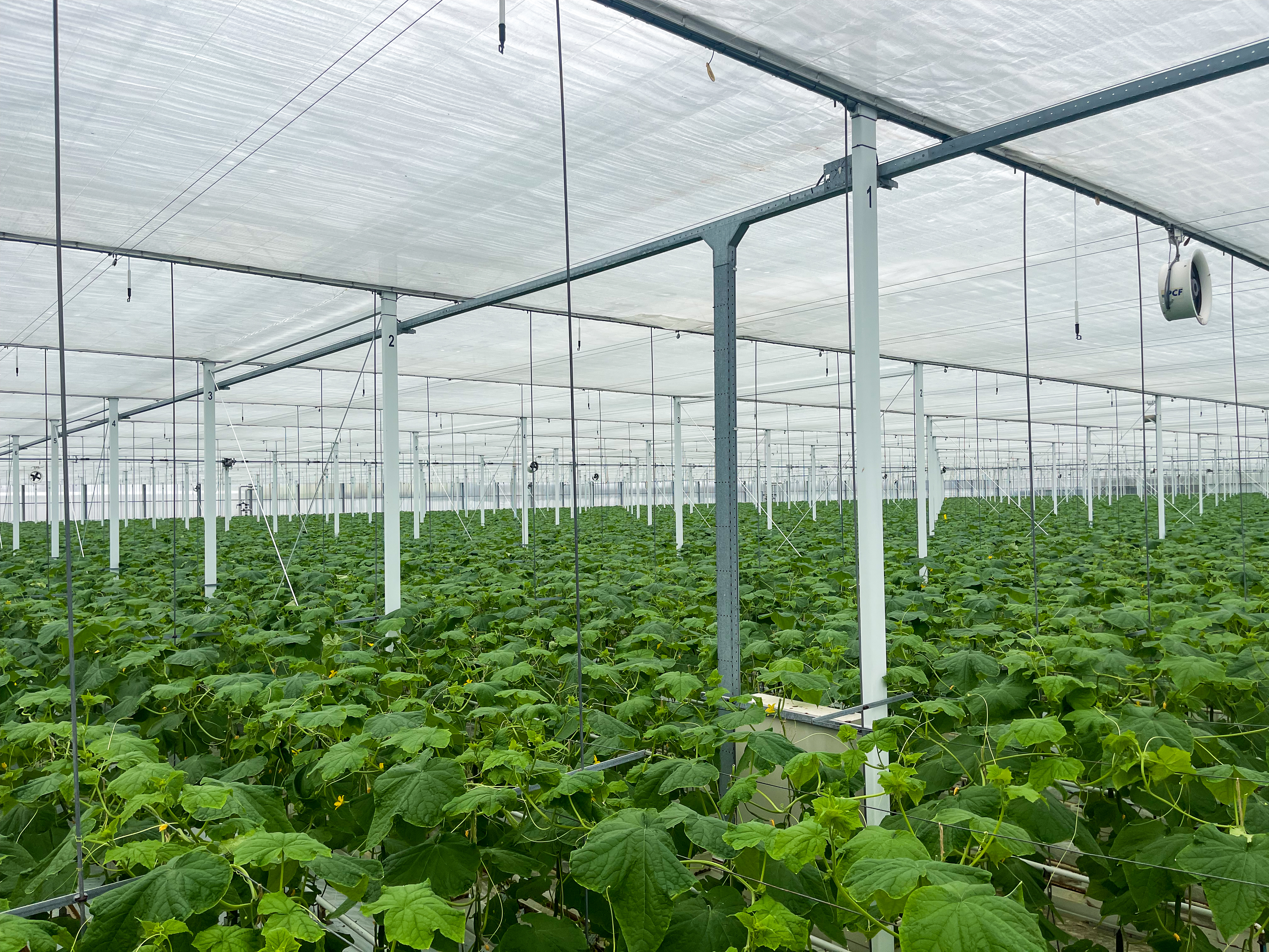 Venlo greenhouse 8.00 m 14.960 m²