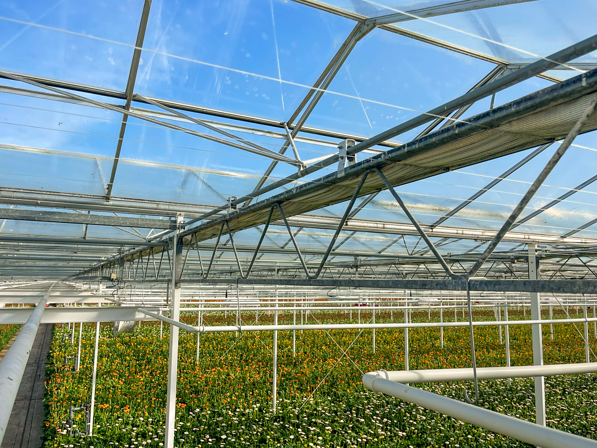 Venlo kas 8,00 m 31.440 m²