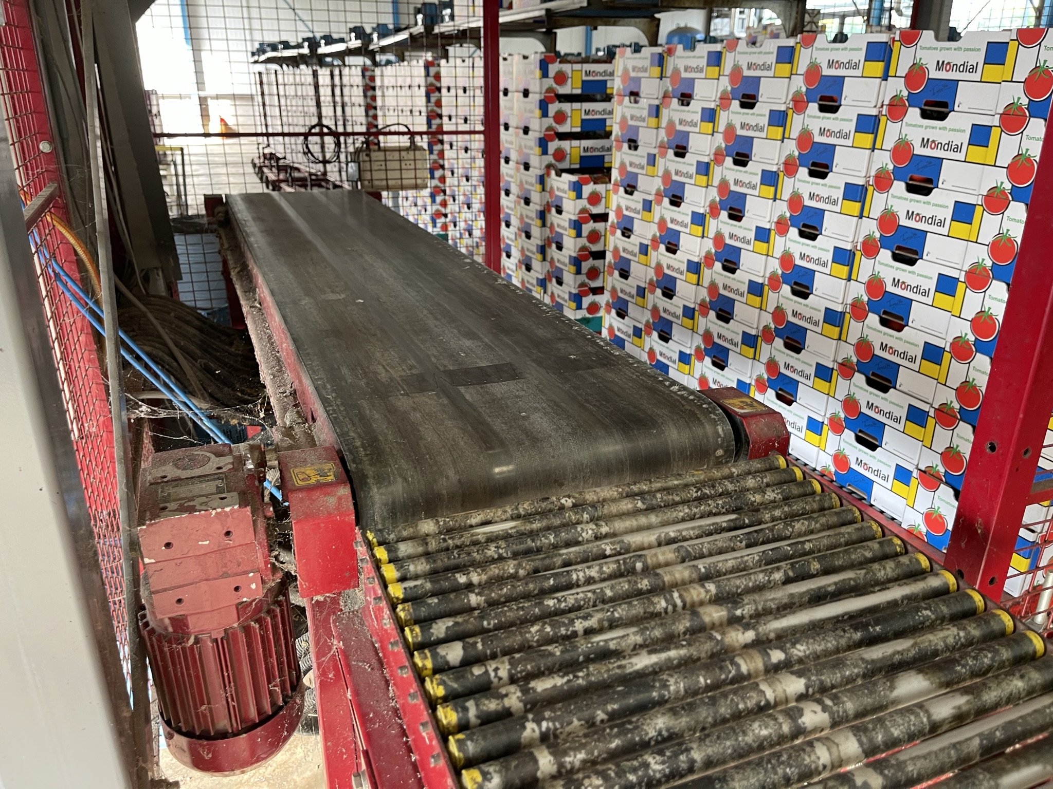 Complete Taks TTS vine tomato processing system + palletizing installation