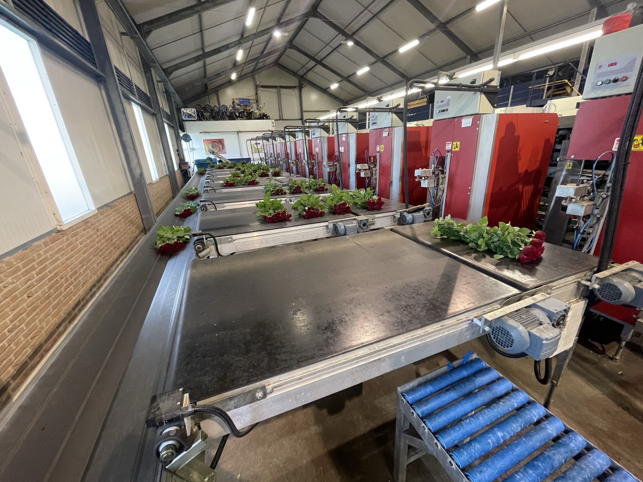 Aweta rozensorteermachine incl. IRISS sorteer systeem & sealer