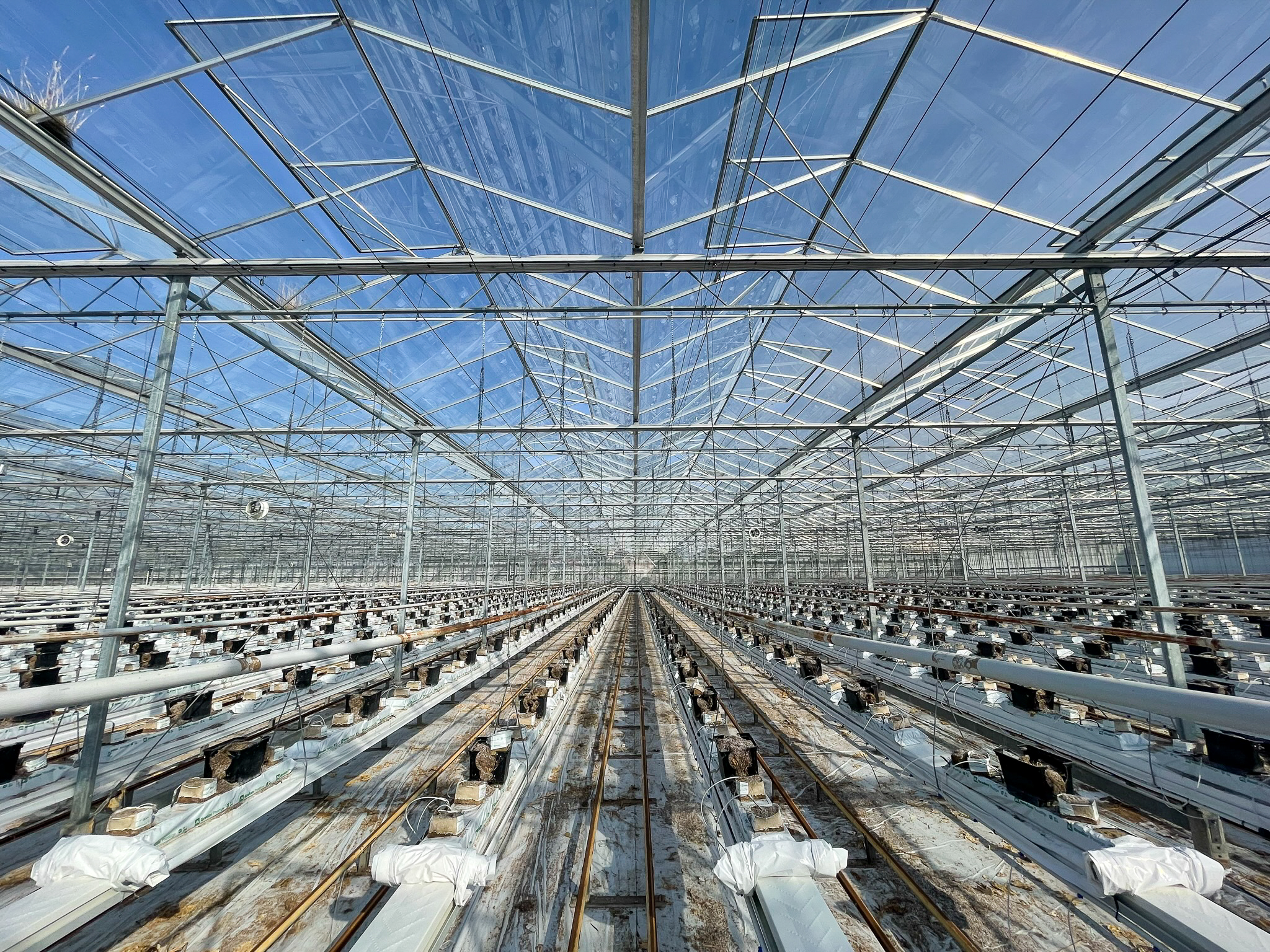 Venlo greenhouse 8,00 m 18.980 m²