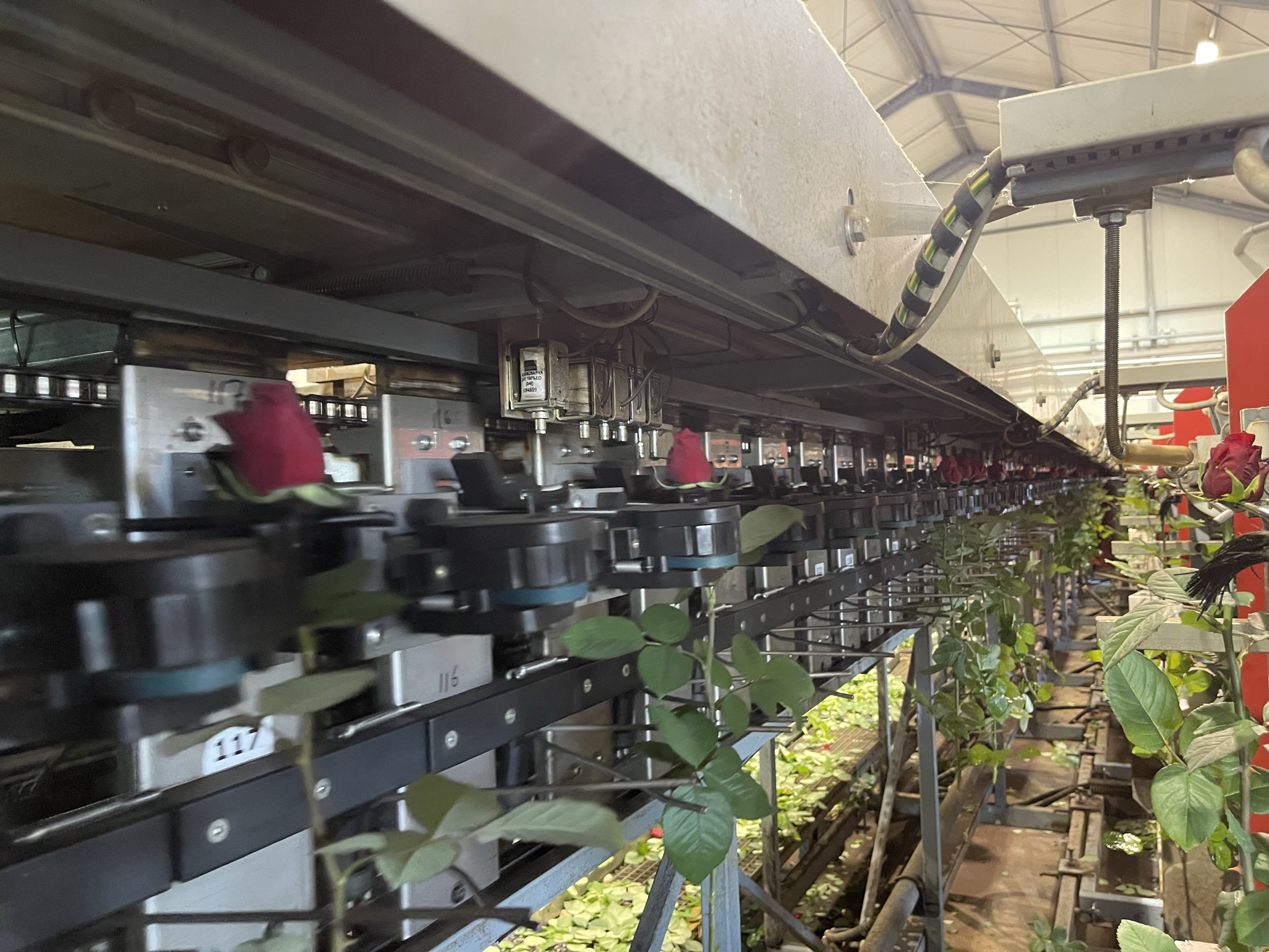 Aweta rozensorteermachine incl. IRISS sorteer systeem & sealer