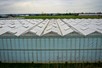 Venlo greenhouse 8,00 m 10.400 m²