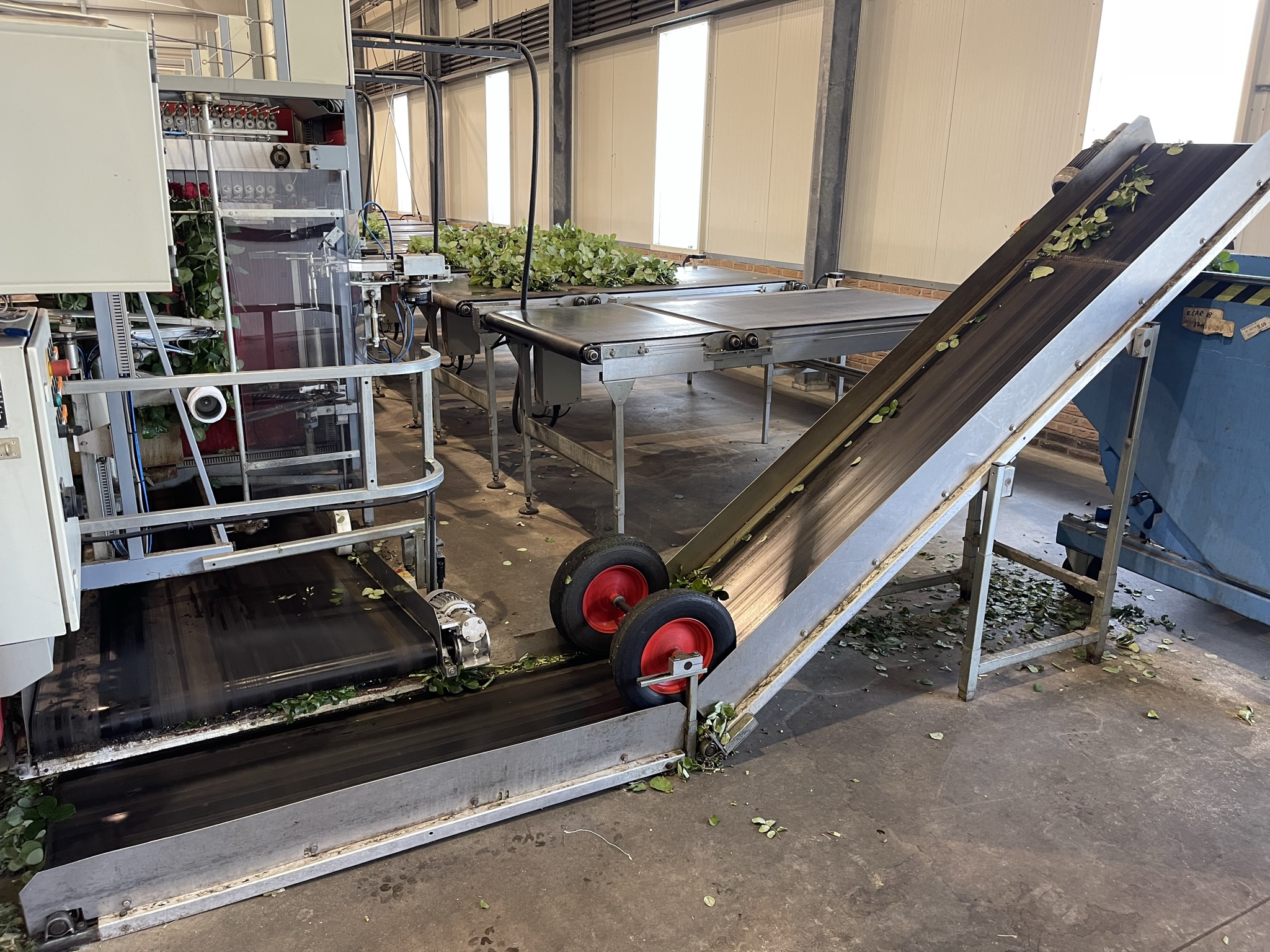 Aweta rozensorteermachine incl. IRISS sorteer systeem & sealer