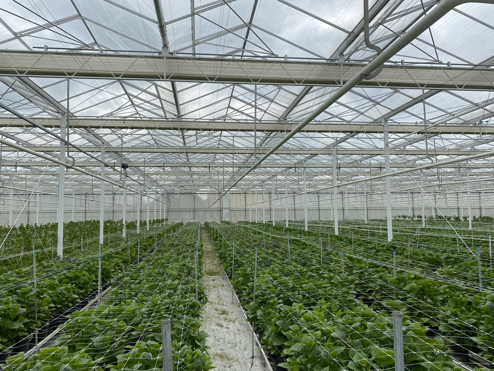 Venlo greenhouse 9,60 m 11.794 m²