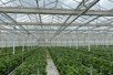Venlo greenhouse 9,60 m 11.794 m²