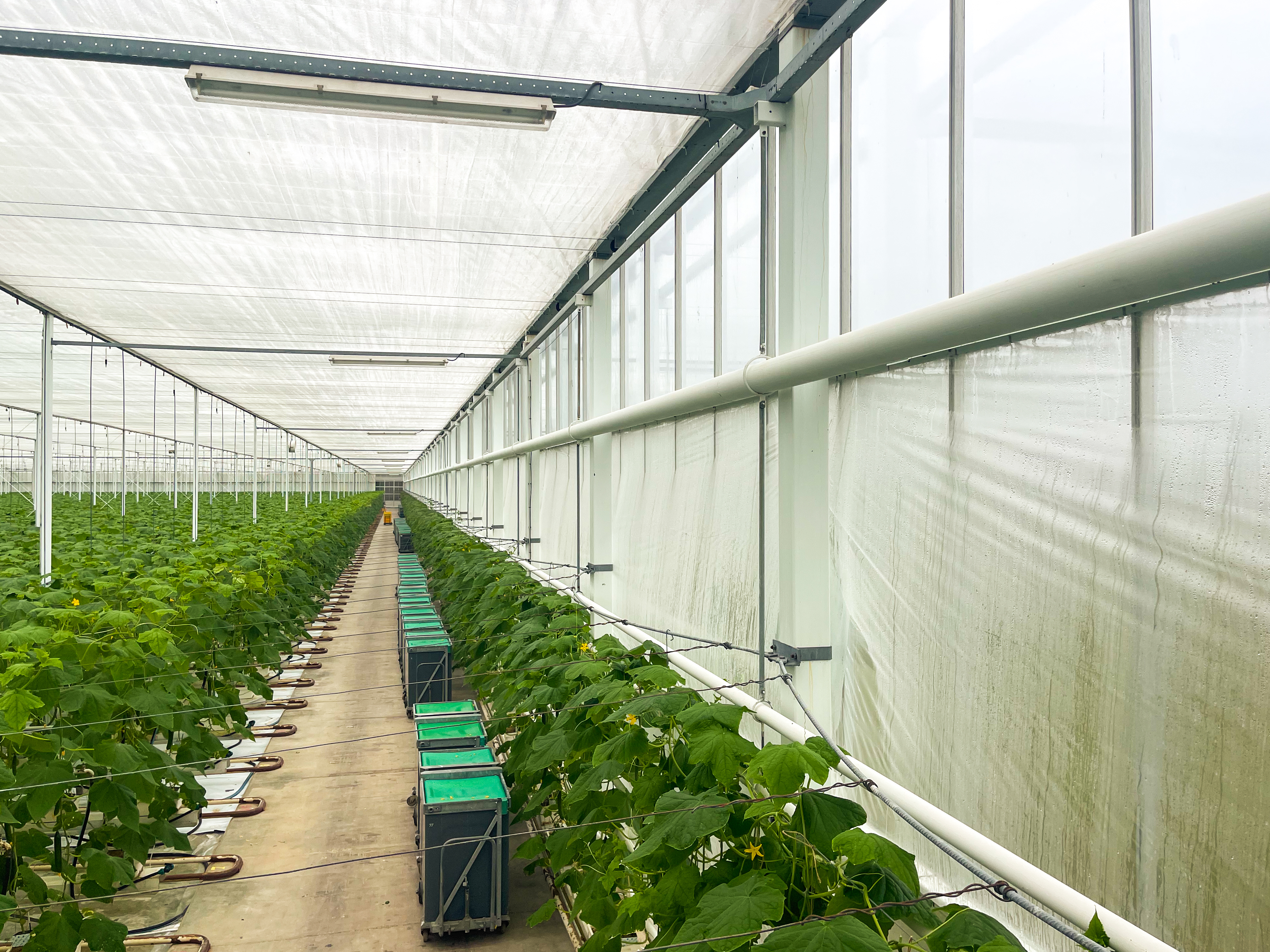 Venlo greenhouse 8.00 m 14.960 m²