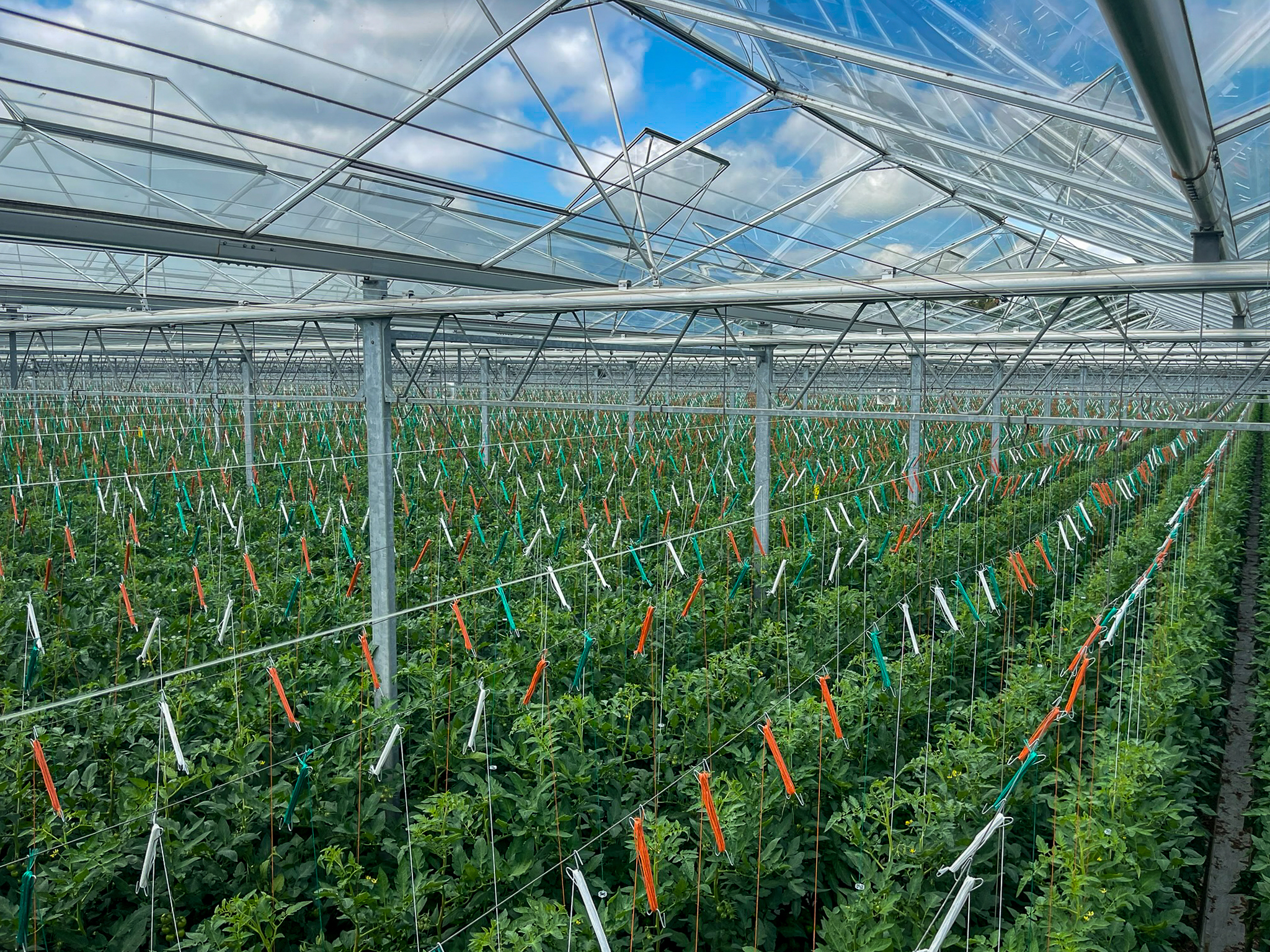 Venlo kas 8,00 m 40.752 m²