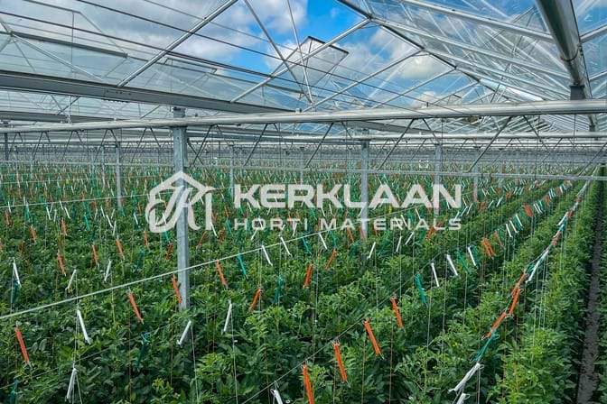 Venlo greenhouse 8,00 m 40.752 m²