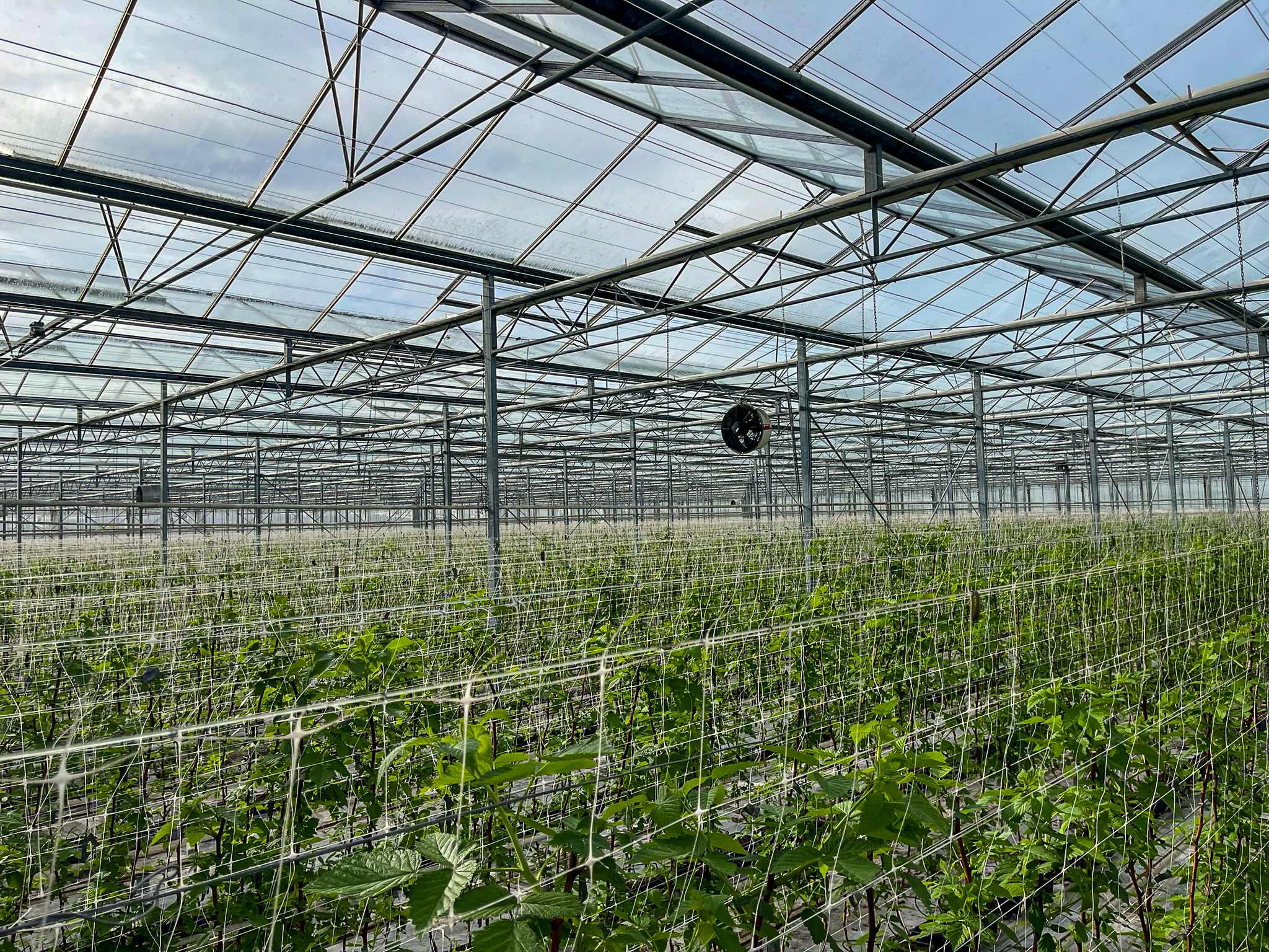 Venlo greenhouse 6.40 m 24.371 m²
