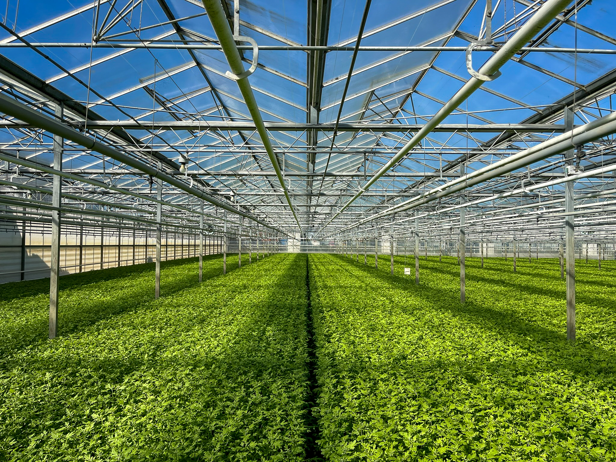 Venlo greenhouse 6,40m 11.251 m²