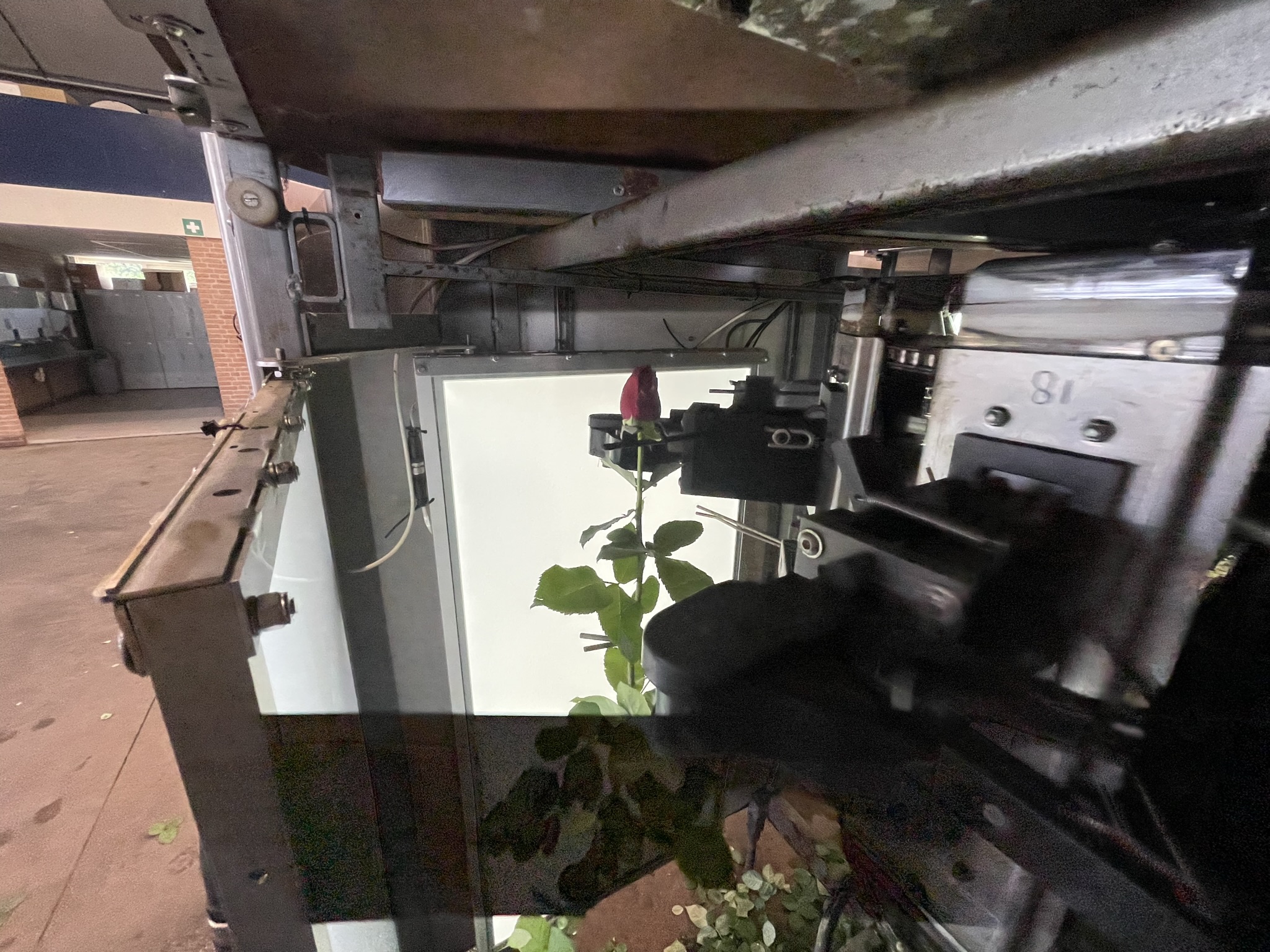 Aweta rozensorteermachine incl. IRISS sorteer systeem & sealer