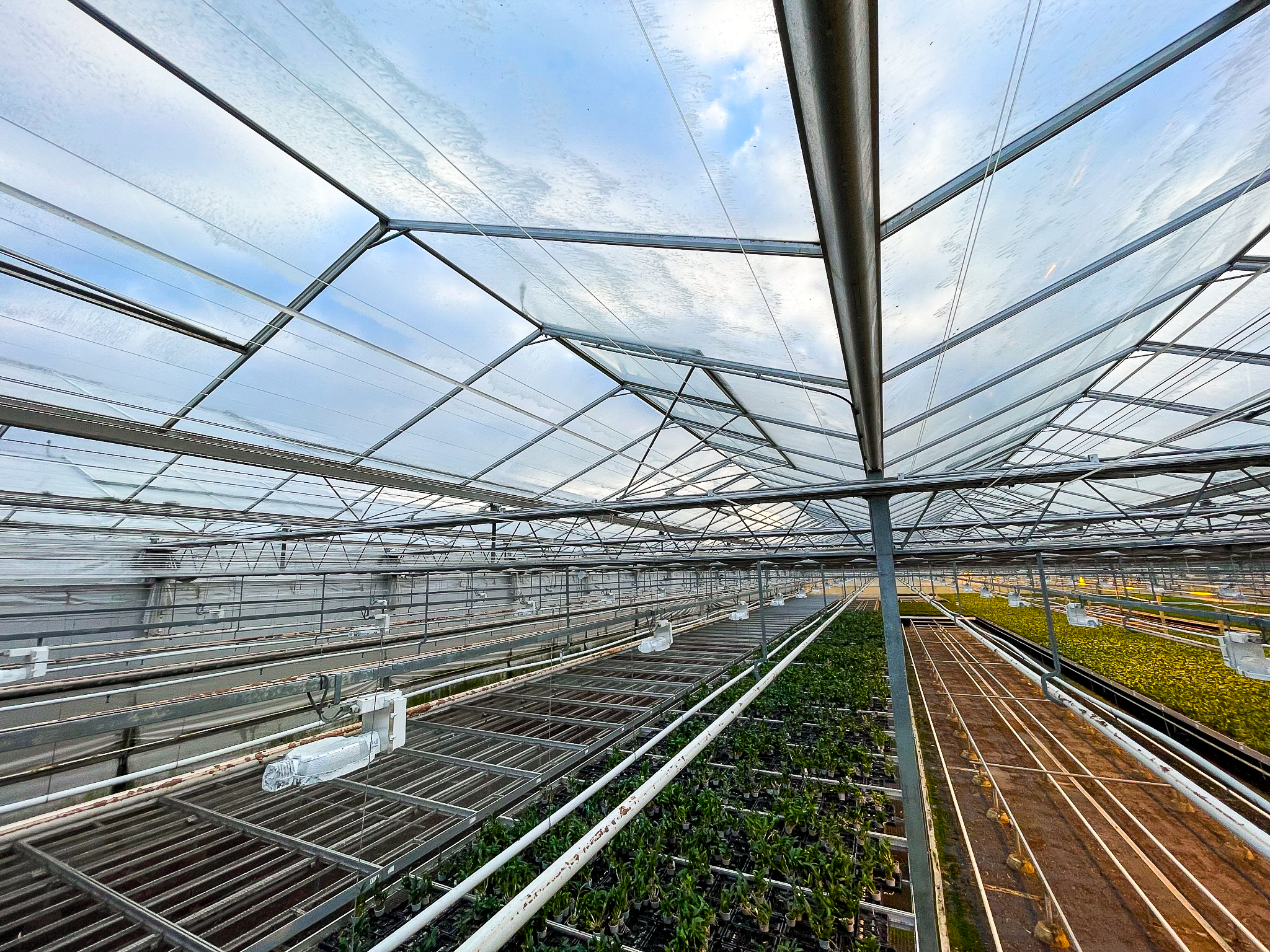 Venlo greenhouse 12,00 m 33.180 m²