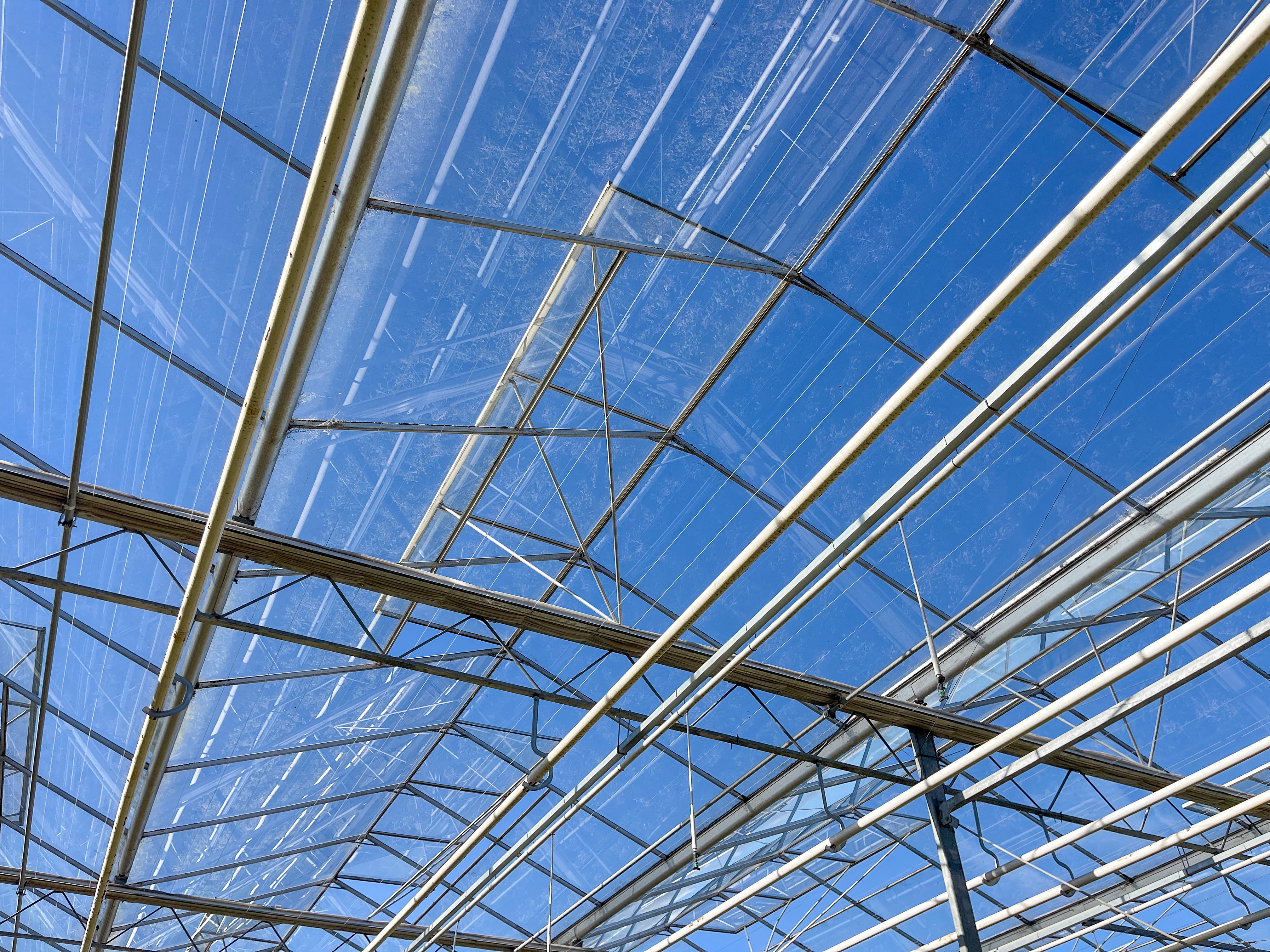 Venlo kas 8,00 m 3.680 m²