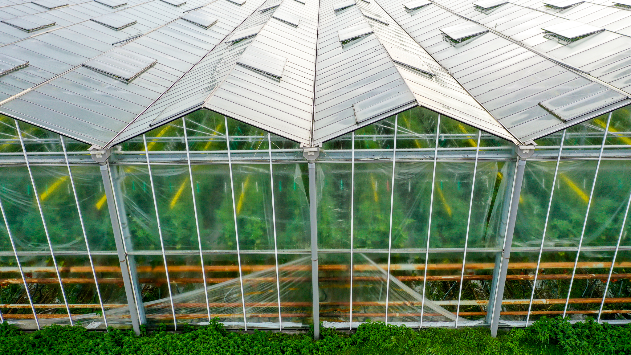 Venlo greenhouse 8,00 m 52.080 m²