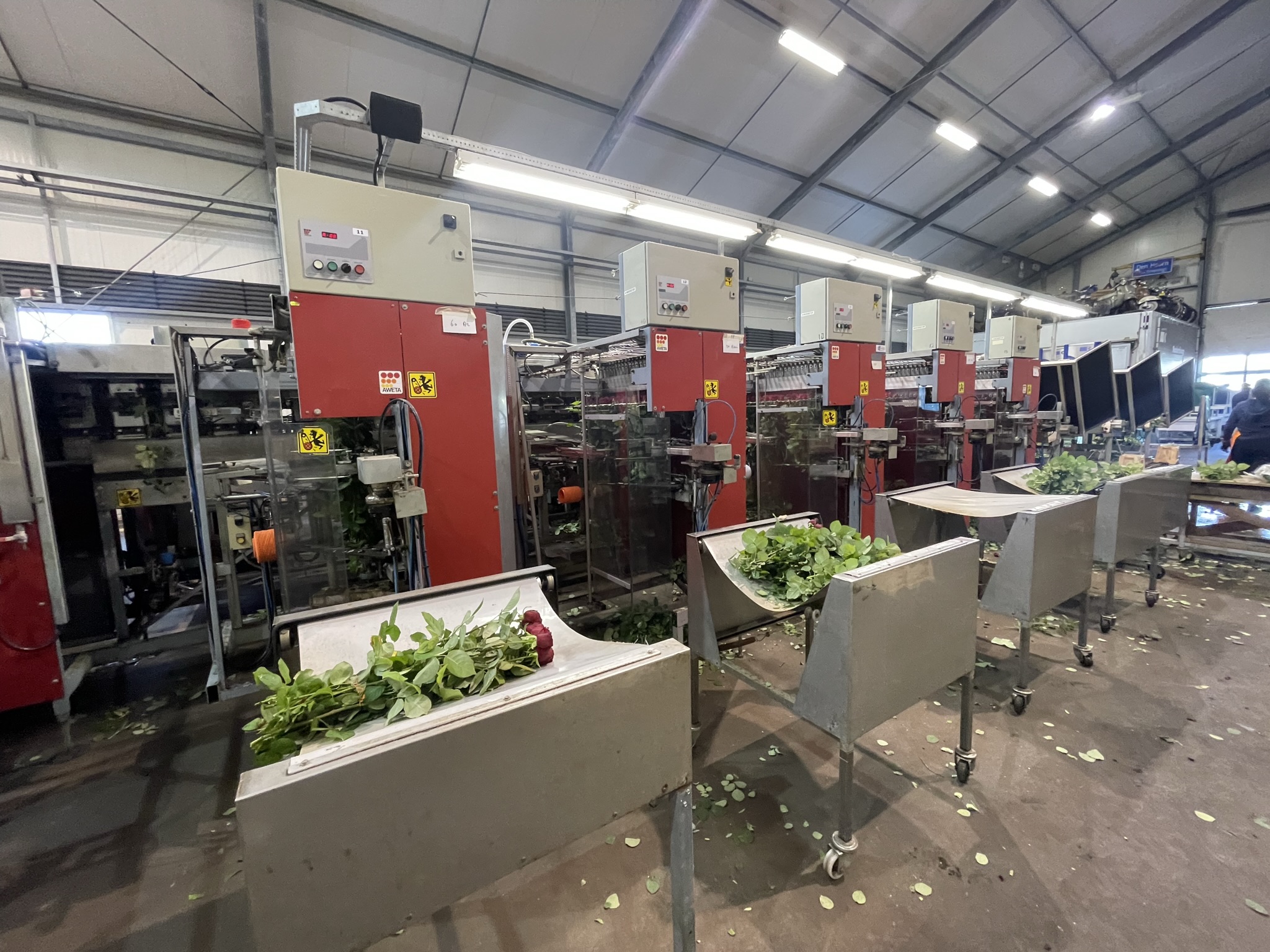 Aweta rozensorteermachine incl. IRISS sorteer systeem & sealer