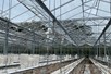Complete Strawberry cultivation system