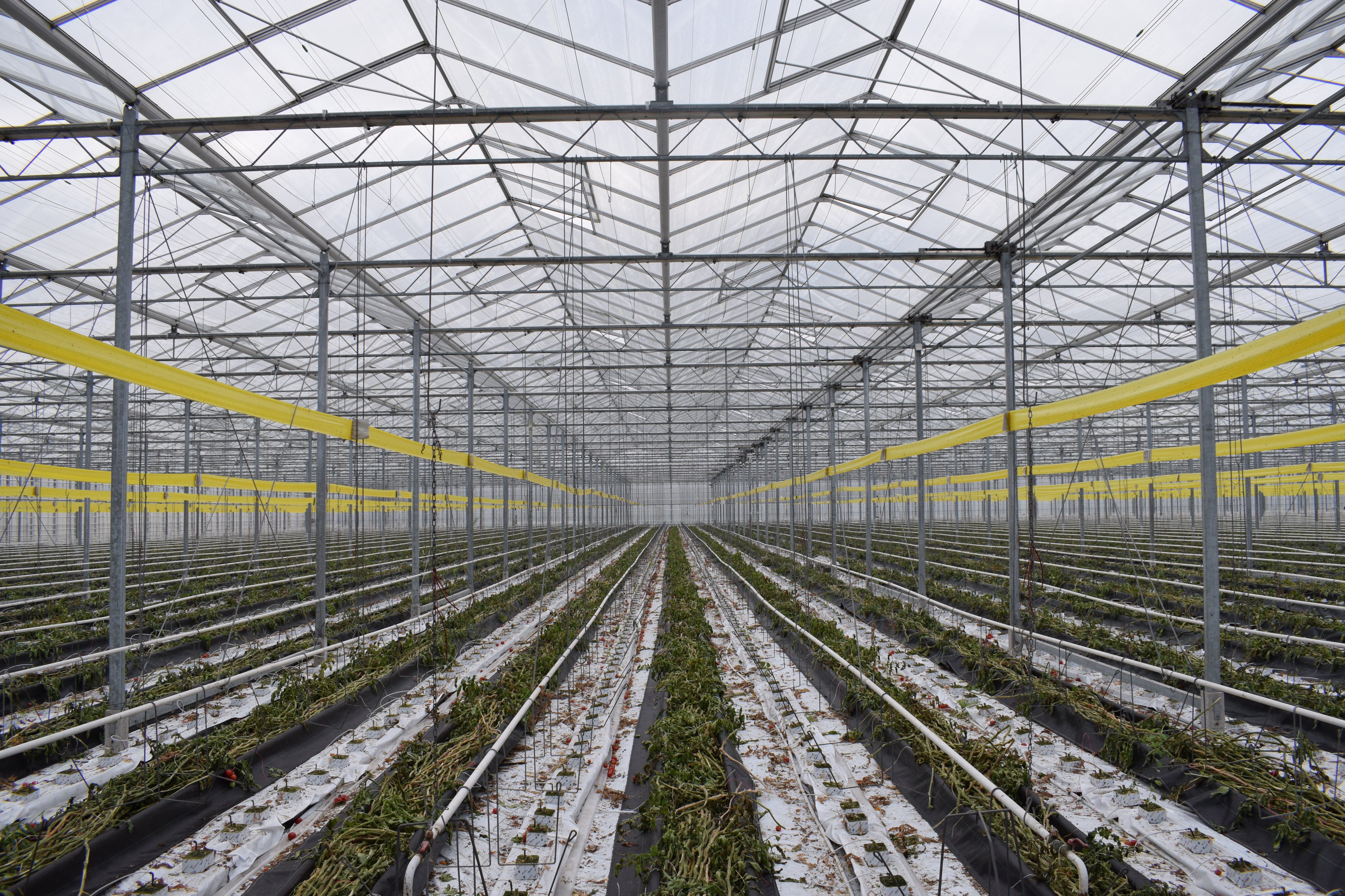 Venlo kas 8,00 m 36.543 m²