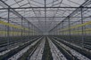 Venlo greenhouse 8,00 m 36.543 m²