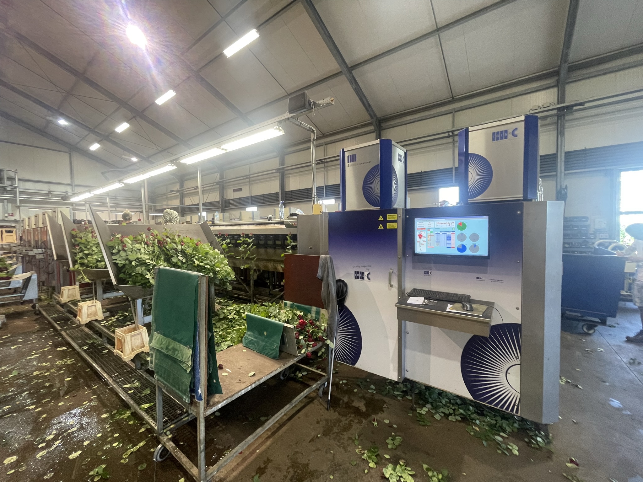 Aweta rozensorteermachine incl. IRISS sorteer systeem & sealer