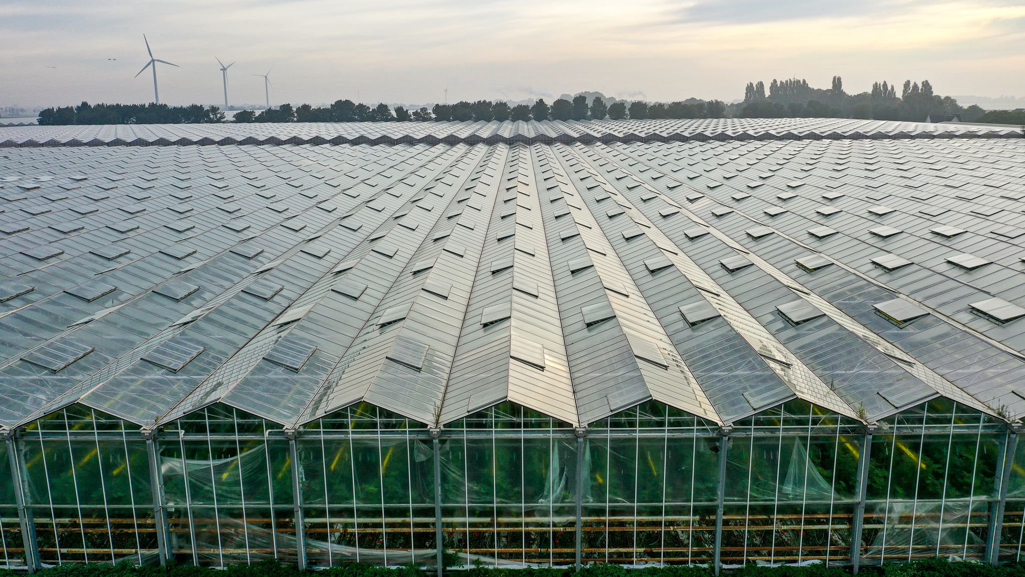 Venlo greenhouse 8,00 m 52.080 m²