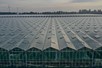 Venlo greenhouse 8,00 m 52.080 m²