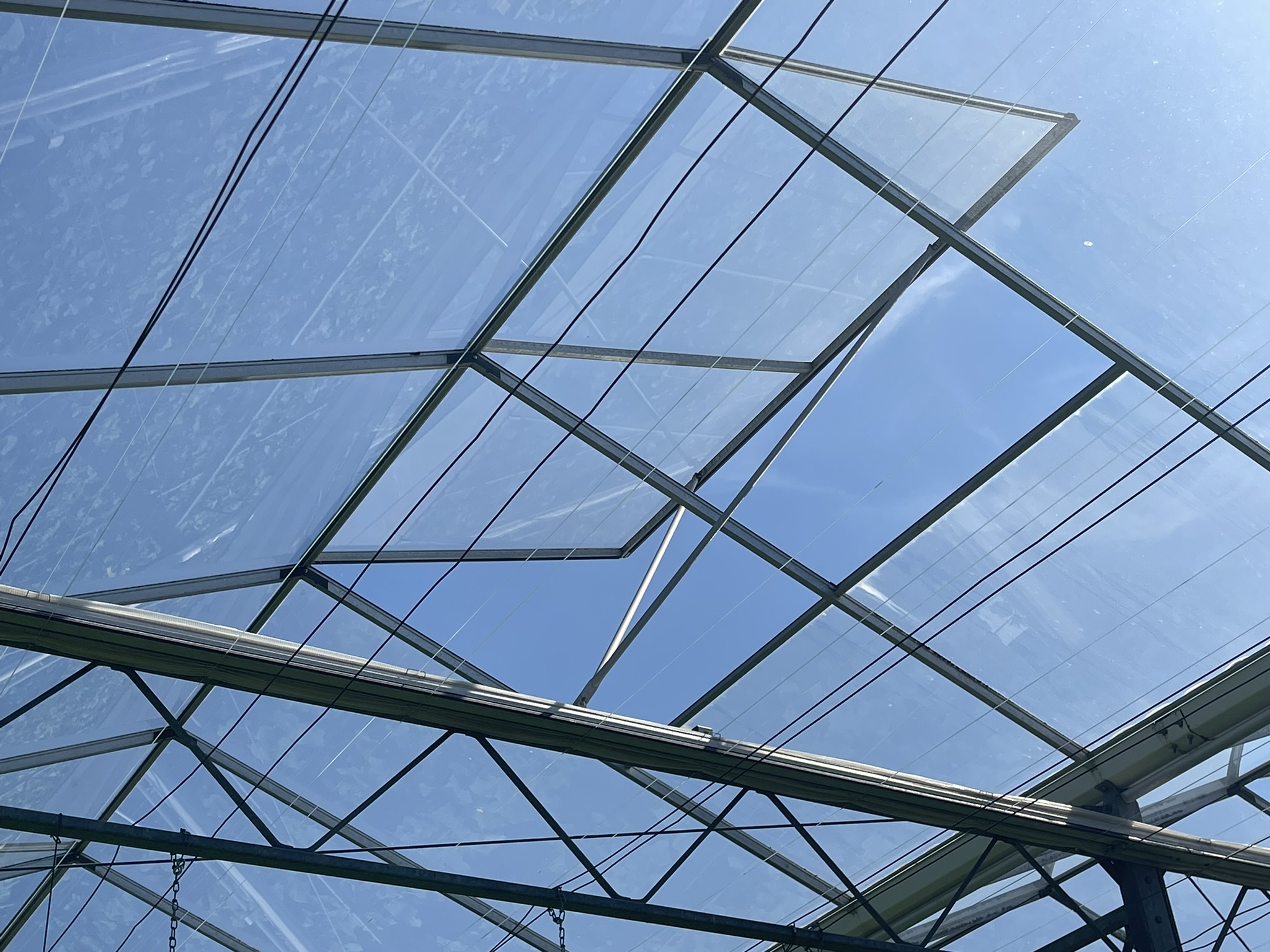 Venlo greenhouse 8,00 m 25.922 m²