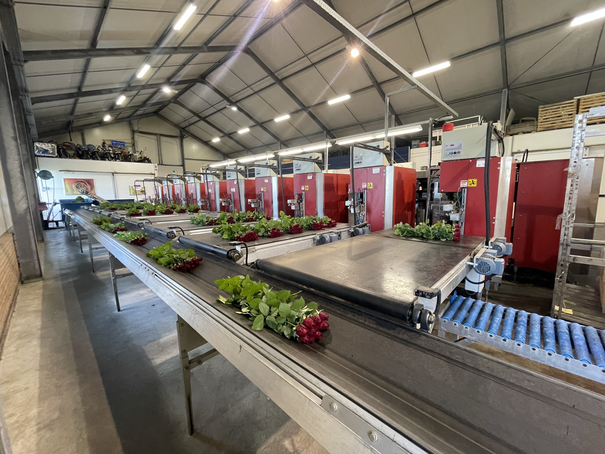 Aweta rozensorteermachine incl. IRISS sorteer systeem & sealer