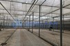 Venlo greenhouse 8,00 m 14.300 m²