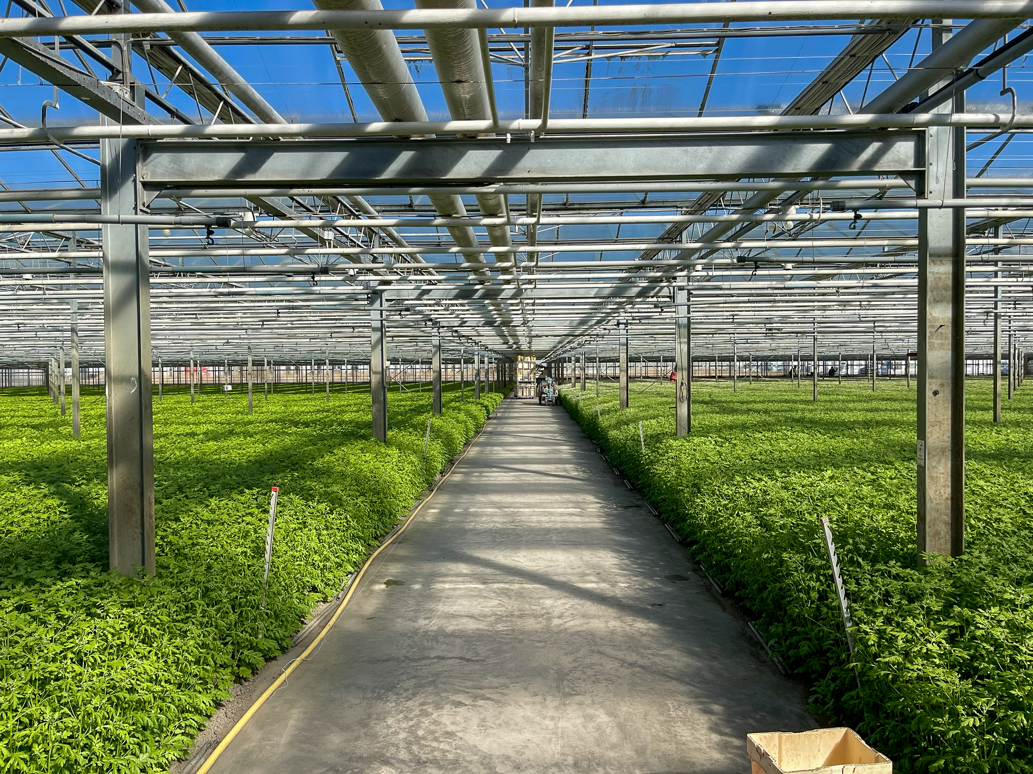 Venlo greenhouse 6,40m 11.251 m²