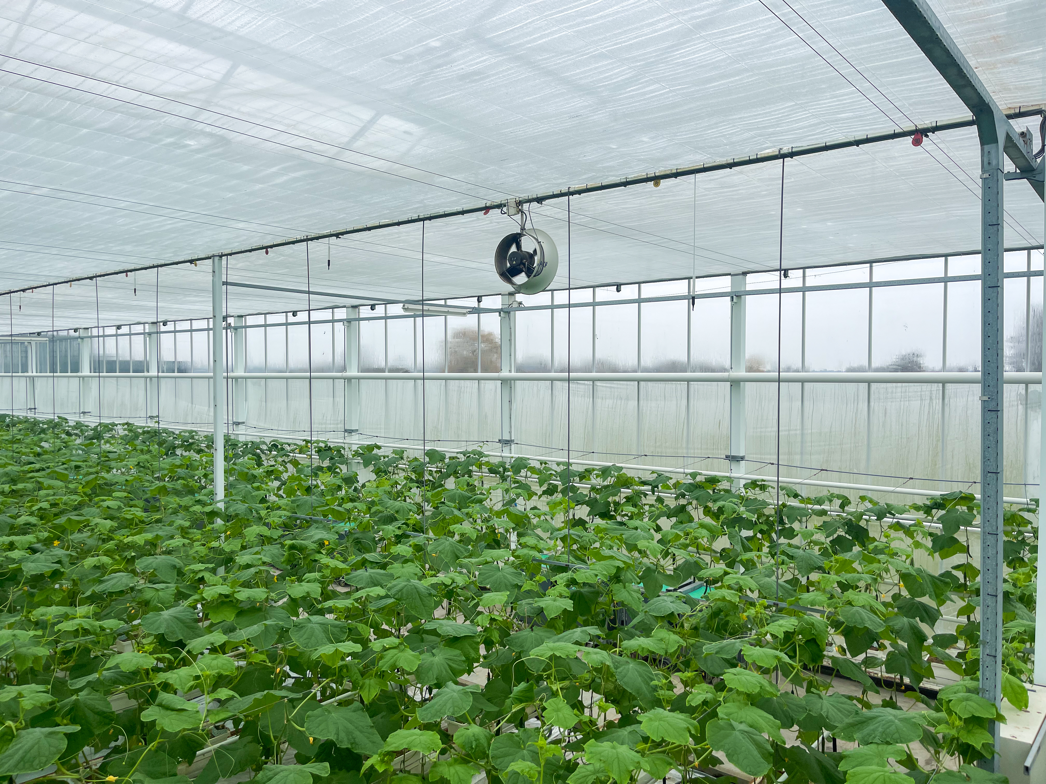 Venlo greenhouse 8.00 m 14.960 m²